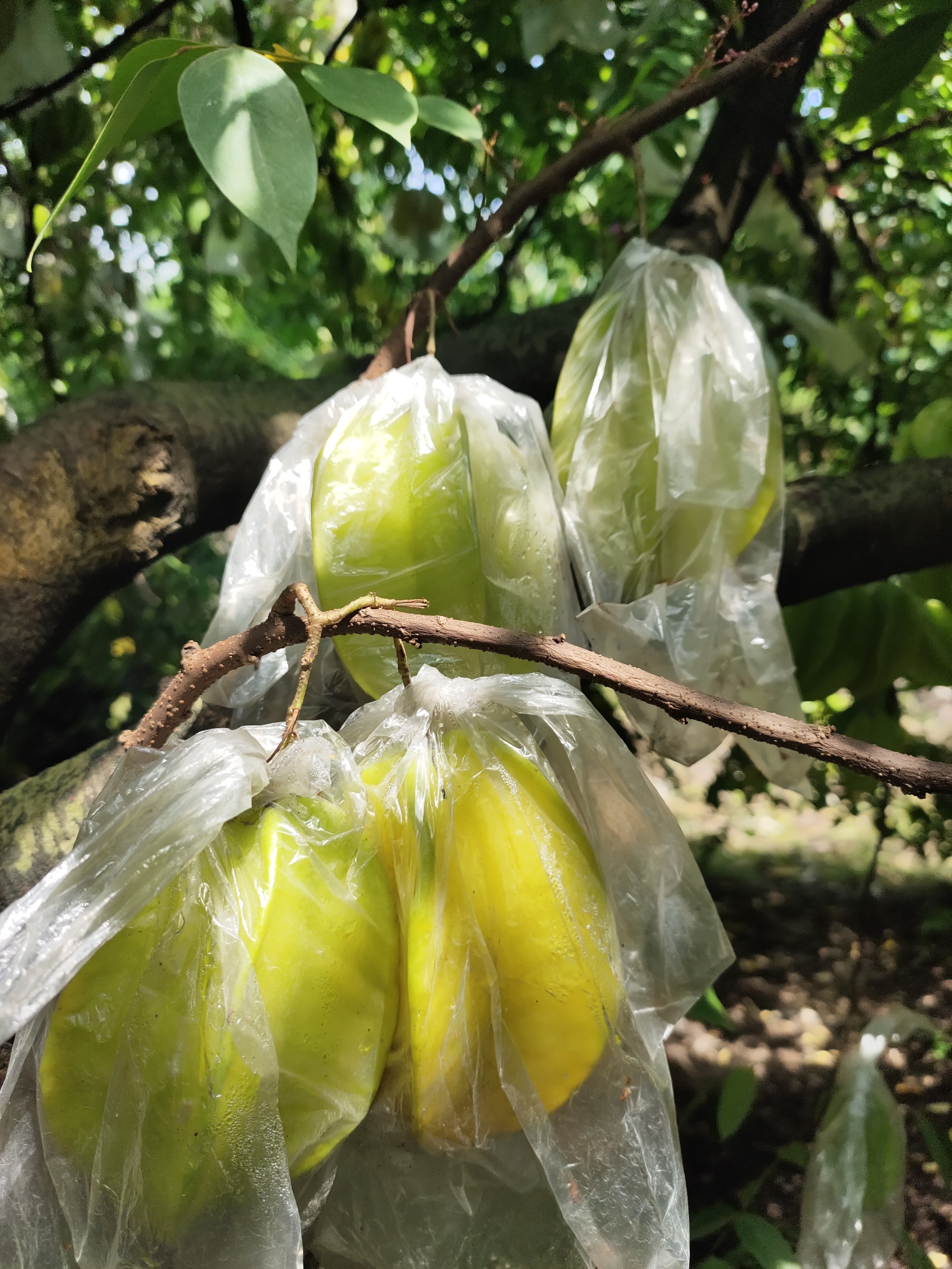 【产地直发】【鲜甜多汁】云霄下河杨桃5斤/箱